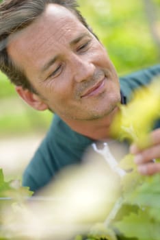 Winegrower in vineyard checking on grapes