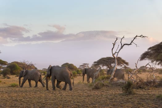 Elephant herd in Amboseli national park in Kenya. Mt. Kilimanjaro in Tanzania can be seen in background.