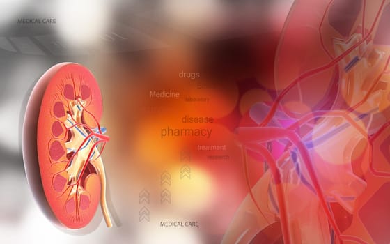 Digital illustration of Cross section kidney in colour background