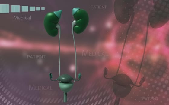 Digital illustration of Kidneys and urinary bladder in colour background