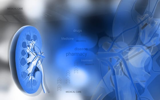 Digital illustration of Cross section kidney in colour background