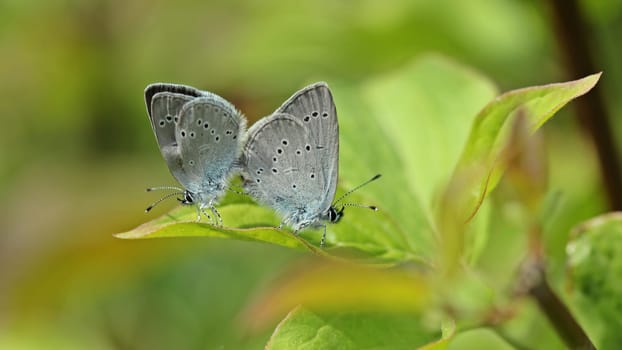 Mating of the dwarf blueing (Cupido minimus)
