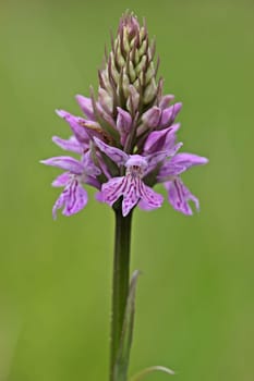 Fox's fingernail (Dactylorhiza fuchsii) on meissner