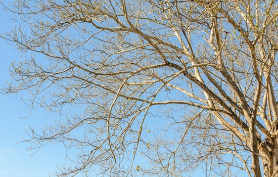 Branches of a tree without leaves in the spring against blue sky