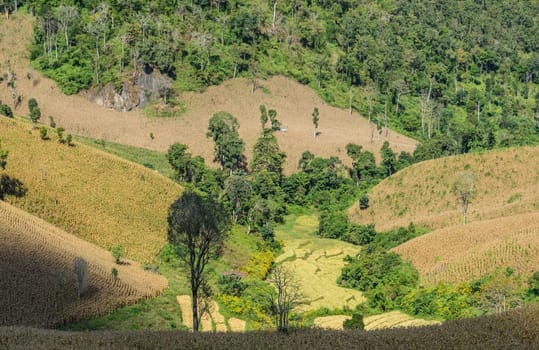 Dried corn terrace field against mountain in Thailand
