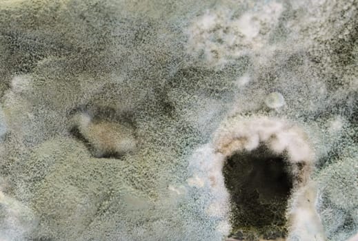 Close up of mold growing on cake in green and white spores