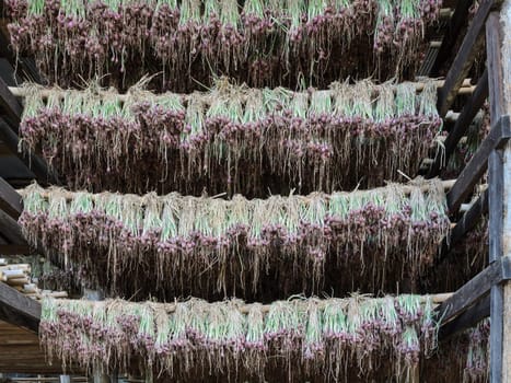 Fresh red onions hanging to dry in the organic vegetable farm, Thailand