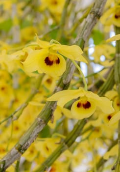 Yellow Dendrobium orchid flower in full bloom