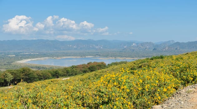 Nature landscape of reservoir in valley with mexican sunflower blooming in Lampang Thailand
