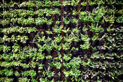 Green wall