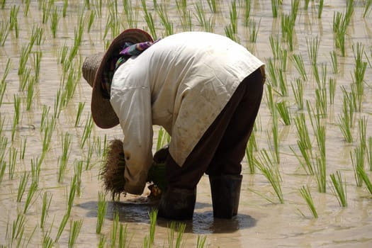 Plant rice,stick from seedlings on a rice field in Asia