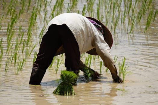 Plant rice,stick from seedlings on a rice field in Asia