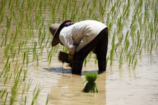 Plant rice,stick from seedlings on a rice field in Asia