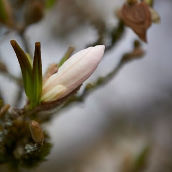 star magnolia