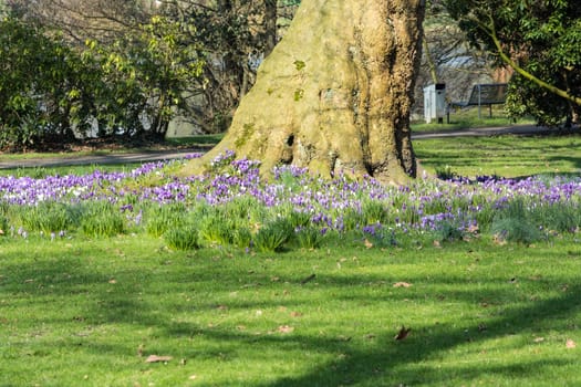 Various purple crocuses with tree in the middle in spring on a meadow..