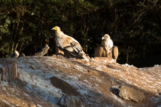Bird of prey in the The Recovery Center of MIPS Wildlife, Villafranca de los Barros (Badajoz). In this center enter every year hundreds of specimens which have been wounded.