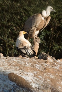 Bird of prey in the The Recovery Center of MIPS Wildlife, Villafranca de los Barros (Badajoz). In this center enter every year hundreds of specimens which have been wounded.