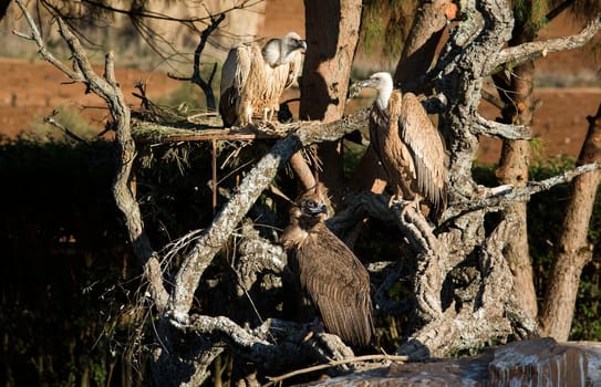 Bird of prey in the The Recovery Center of MIPS Wildlife, Villafranca de los Barros (Badajoz). In this center enter every year hundreds of specimens which have been wounded.