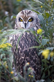 Bird of prey in the The Recovery Center of MIPS Wildlife, Villafranca de los Barros (Badajoz). In this center enter every year hundreds of specimens which have been wounded.