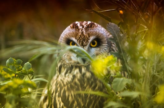 Bird of prey in the The Recovery Center of MIPS Wildlife, Villafranca de los Barros (Badajoz). In this center enter every year hundreds of specimens which have been wounded.