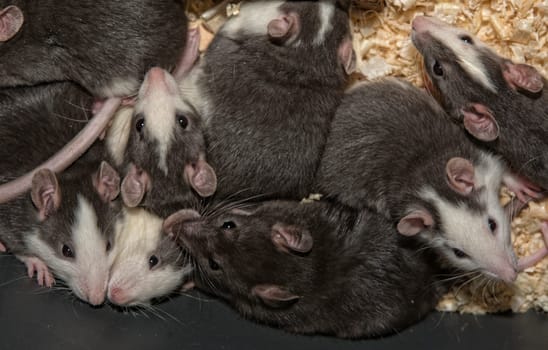 Containers to breed rats and mice, food captive raptors AMUS Center wildlife recovery