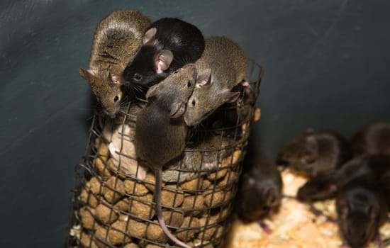 Containers to breed rats and mice, food captive raptors AMUS Center wildlife recovery