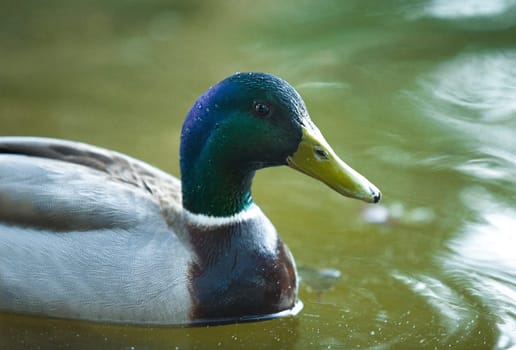 The Recovery Center of MIPS Wildlife Villafranca de los Barros (Badajoz) enter every year hundreds of specimens of various species mostly birds to a lesser extent reptiles to mammals and on time