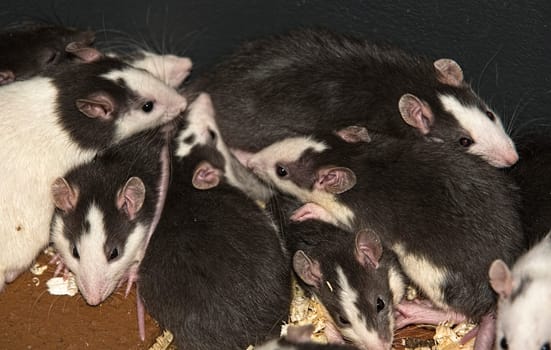 Containers to breed rats and mice, food captive raptors AMUS Center wildlife recovery