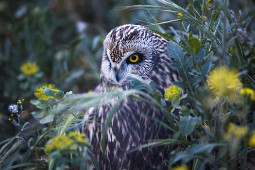 Bird of prey in the The Recovery Center of MIPS Wildlife, Villafranca de los Barros (Badajoz). In this center enter every year hundreds of specimens which have been wounded.