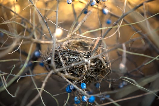 Little birds crest in the middle of the bush, Badajoz, Spain