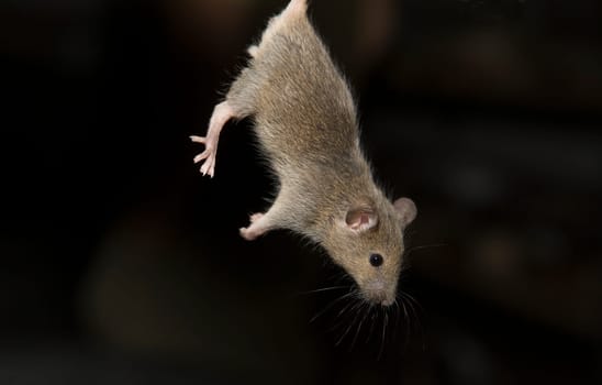 Containers to breed rats and mice, food captive raptors AMUS Center wildlife recovery