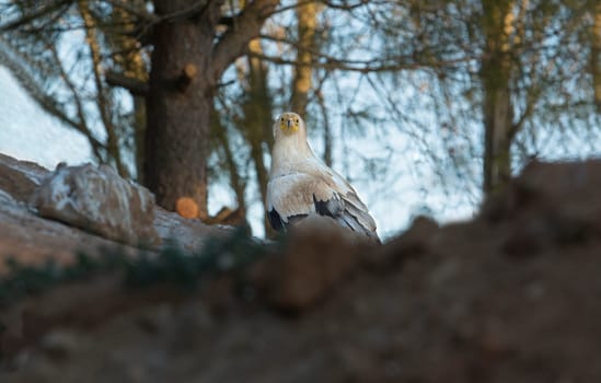 The Recovery Center of MIPS Wildlife Villafranca de los Barros (Badajoz) enter every year hundreds of specimens of various species mostly birds to a lesser extent reptiles to mammals and on time