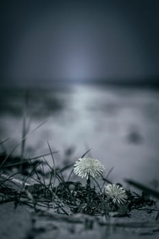 Dandelion on the beach in a macro shot - digitally processed