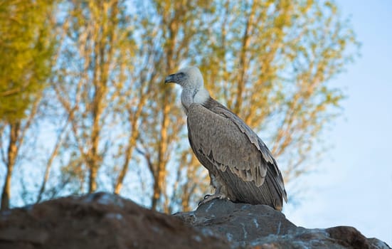 The Recovery Center of MIPS Wildlife Villafranca de los Barros (Badajoz) enter every year hundreds of specimens of various species mostly birds to a lesser extent reptiles to mammals and on time