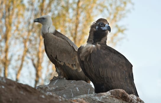 The Recovery Center of MIPS Wildlife Villafranca de los Barros (Badajoz) enter every year hundreds of specimens of various species mostly birds to a lesser extent reptiles to mammals and on time