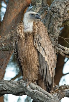 The Recovery Center of MIPS Wildlife Villafranca de los Barros (Badajoz) enter every year hundreds of specimens of various species mostly birds to a lesser extent reptiles to mammals and on time