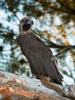 The Recovery Center of MIPS Wildlife Villafranca de los Barros (Badajoz) enter every year hundreds of specimens of various species mostly birds to a lesser extent reptiles to mammals and on time