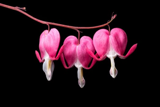 Bleeding Heart Flowers Close Up on a black background.