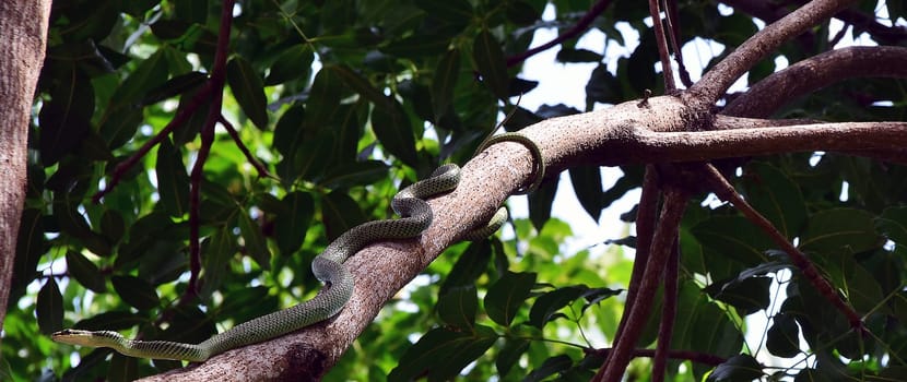 Snake in the tree