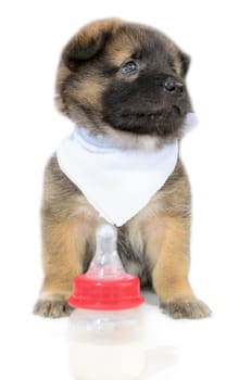 Cute baby of the dogs black and brown sitting beside bottles of milk unhappy on isolated white background