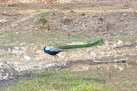 Peacock Showing the Length of its Tail in Kanha National Park in India