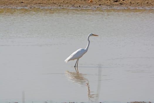 Great Egret in Remote Waterhole in Kanha National Park in India