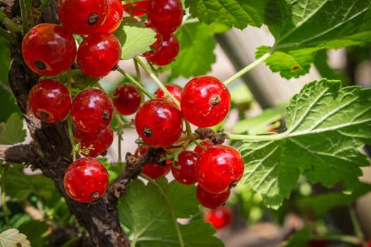 the ripe red currant berries, close up
