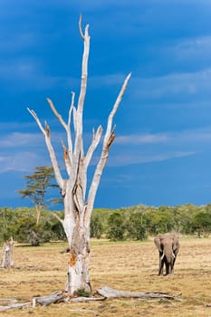 Elephant (Loxodonta africana) in the Ol Pejeta Reserve,Kenya,East Africa.