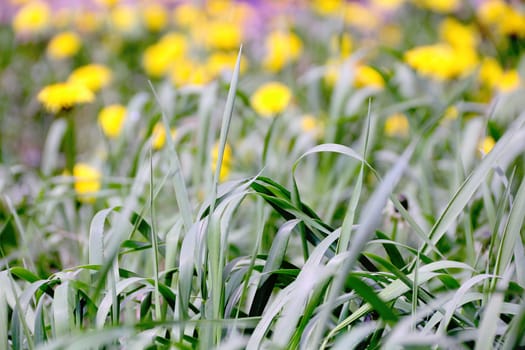 Summer picture of green saturate grass texture