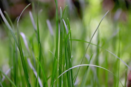 Summer picture of green saturate grass texture