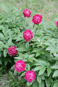 Image of pink peony on green background