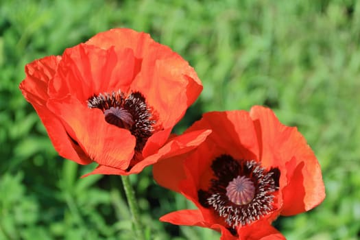 Image of two red poppys on green background