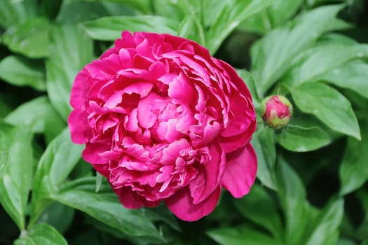 Image of pink peony on green background