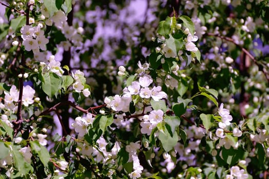 Green branch with white apple flowers in spring time